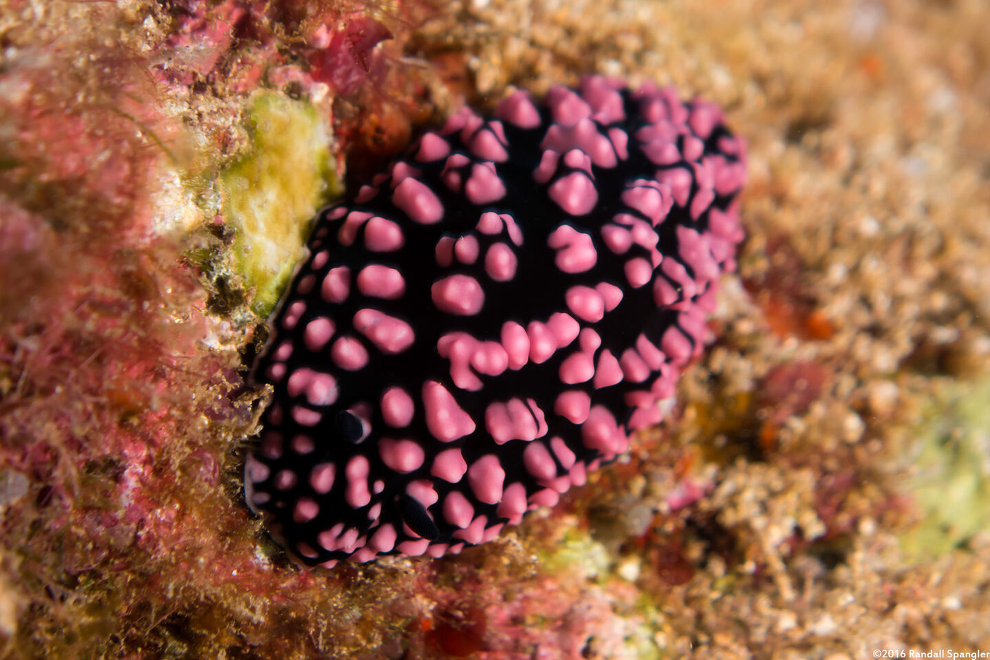 Phyllidiella pustulosa (Pustulose Phyllidia)