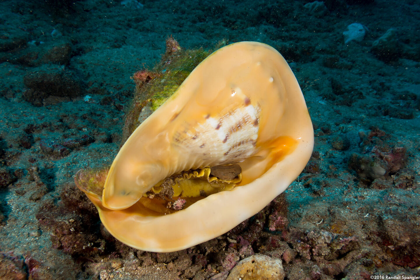 Cassis cornuta (Horned Helmet)