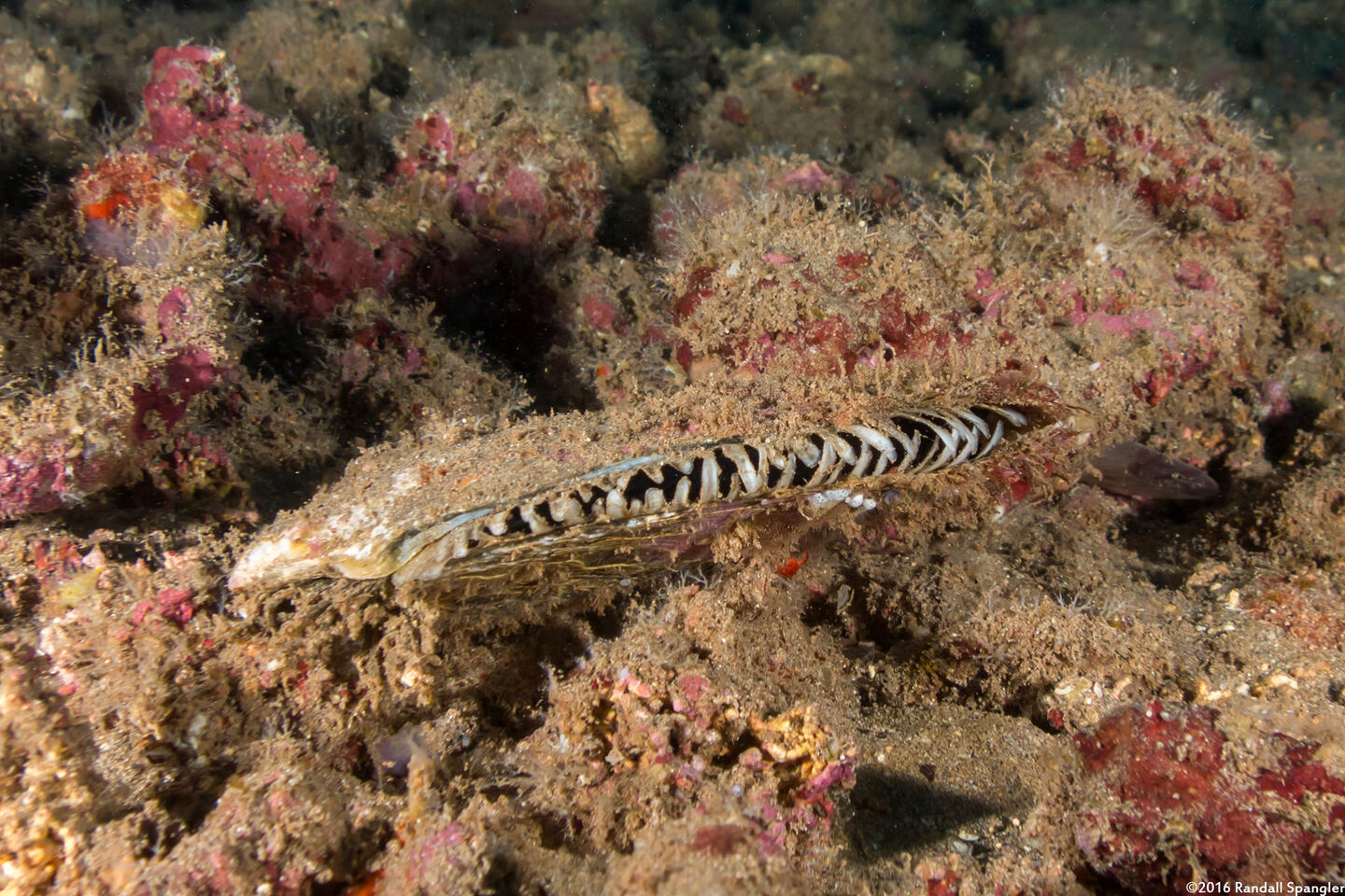 Pinctada margaritifera (Pacific Pearl Oyster)