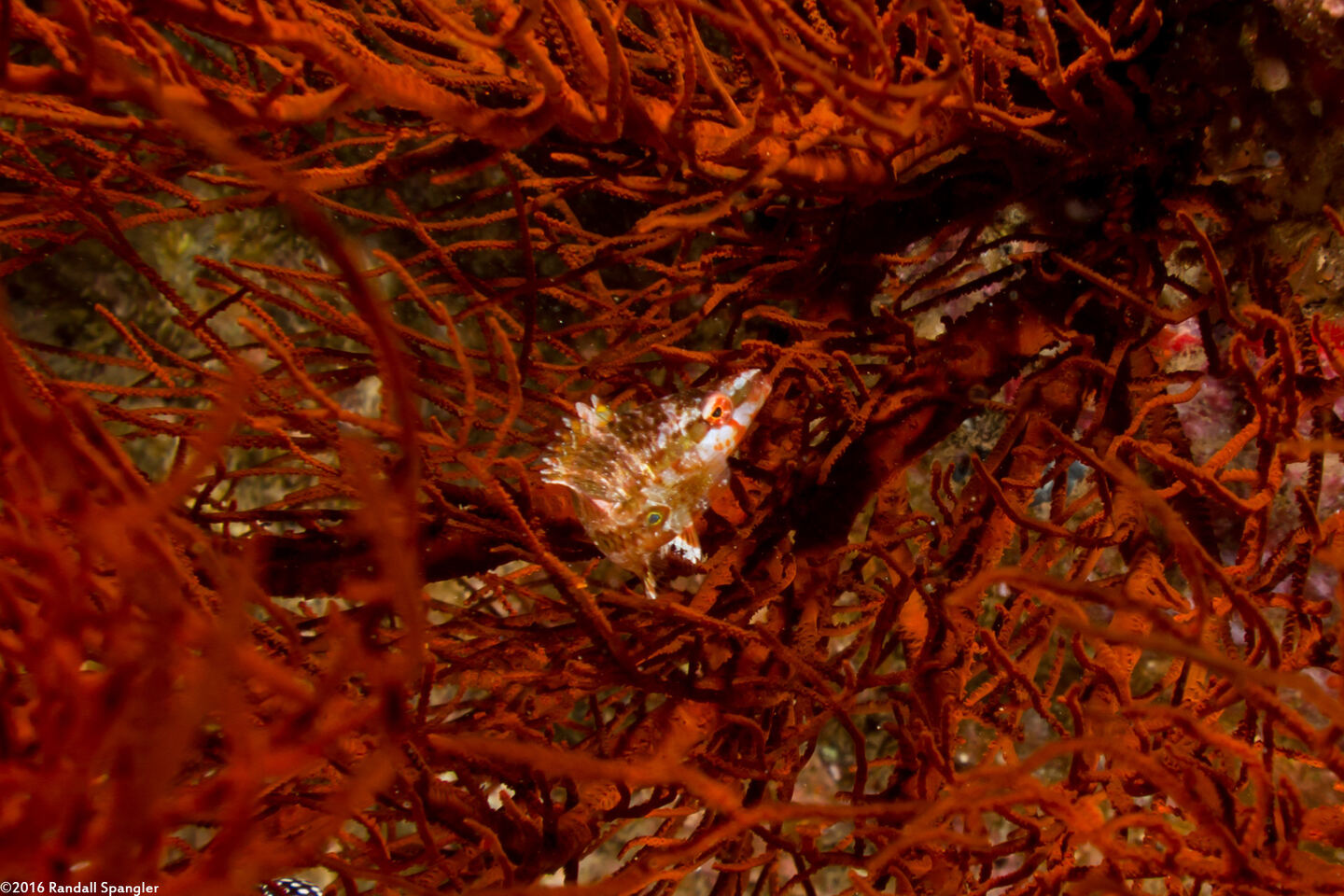 Oxycheilinus bimaculatus (Twospot Wrasse)