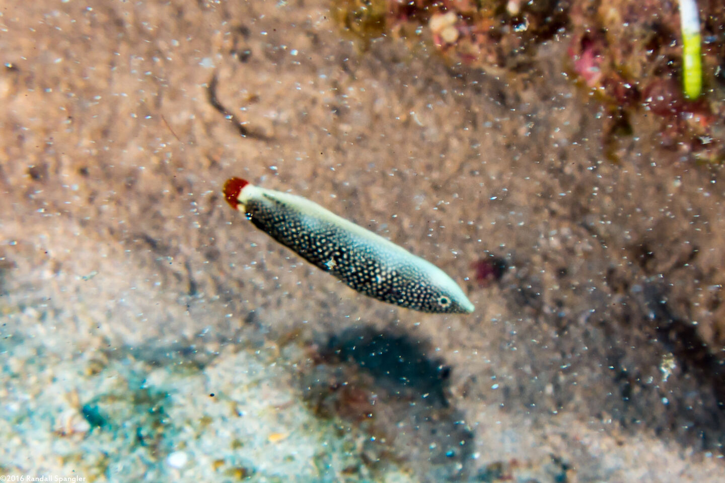 Anampses chrysocephalus (Psychedelic Wrasse)