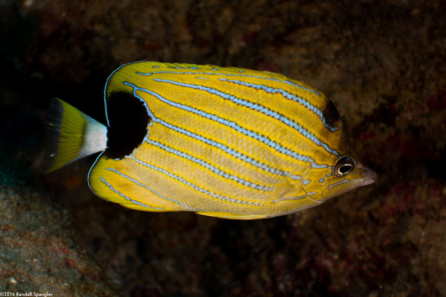 Chaetodon fremblii (Bluestripe Butterflyfish)
