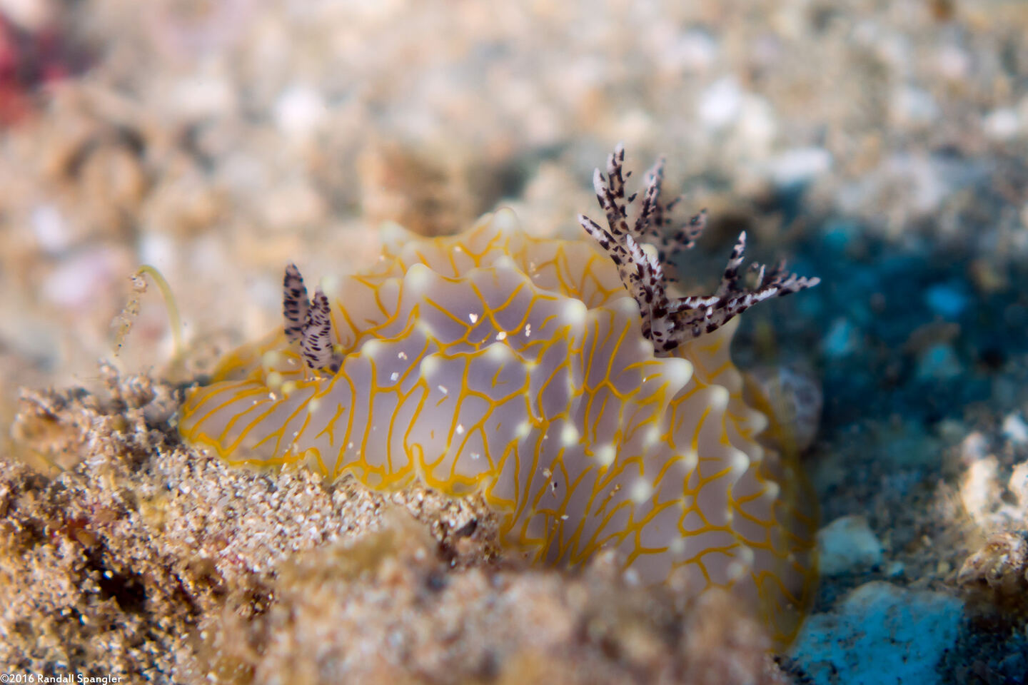Halgerda terramtuentis (Gold Lace Nudibranch)