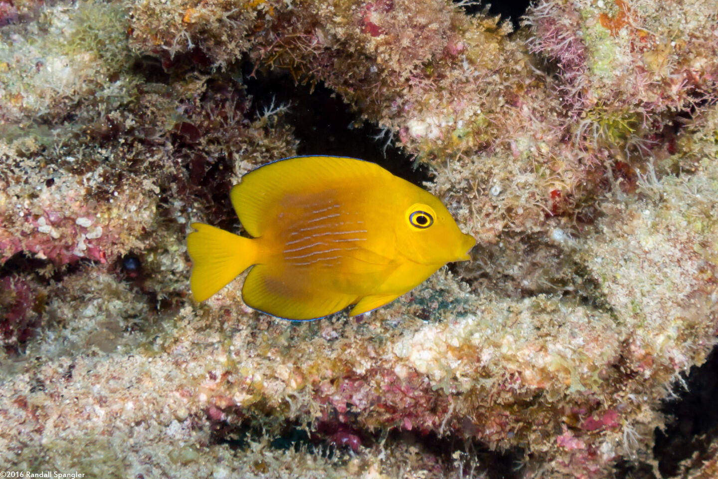 Ctenochaetus strigosus (Goldring Surgeonfish)