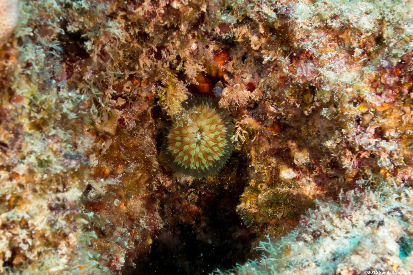 Lobactis scutaria (Oval Mushroom Coral)
