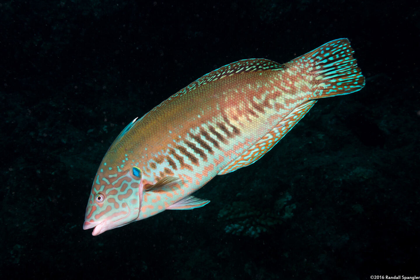 Coris flavovittata (Blackstripe Coris)