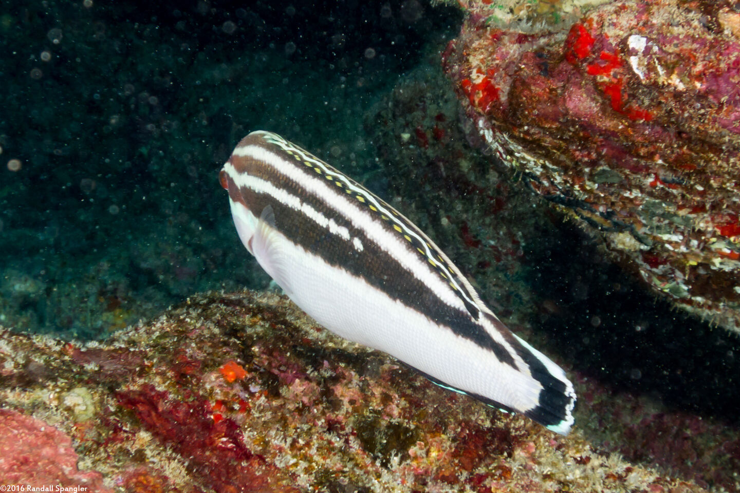 Coris flavovittata (Blackstripe Coris)
