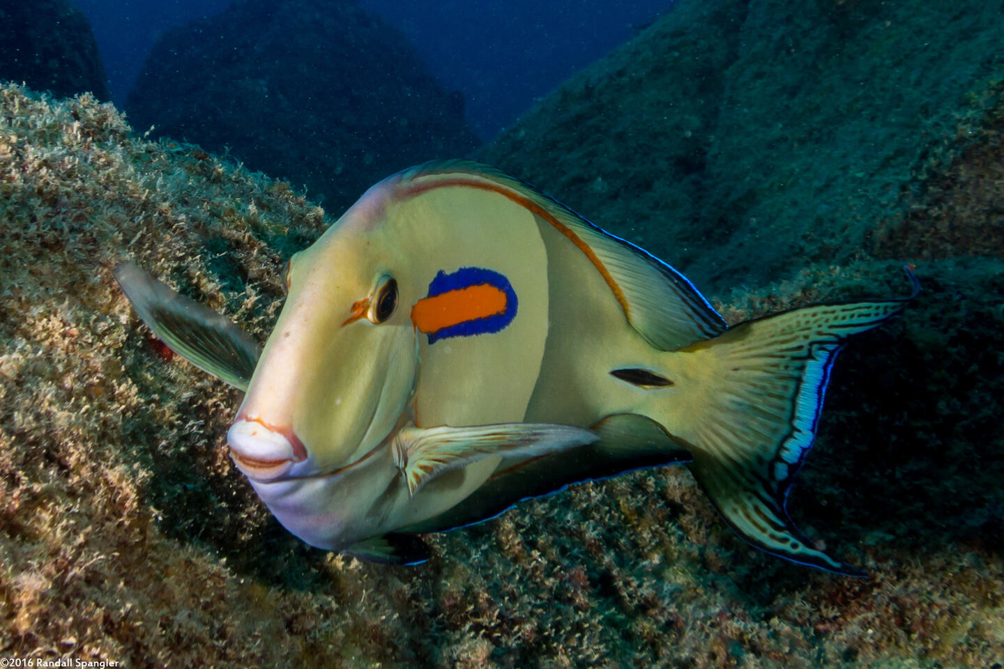 Acanthurus olivaceus (Orangeband Surgeonfish)