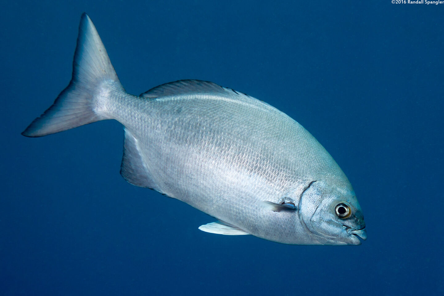 Kyphosus sandwicensis (Gray Chub)