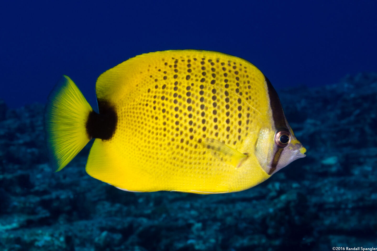 Chaetodon miliaris (Milletseed Butterflyfish)