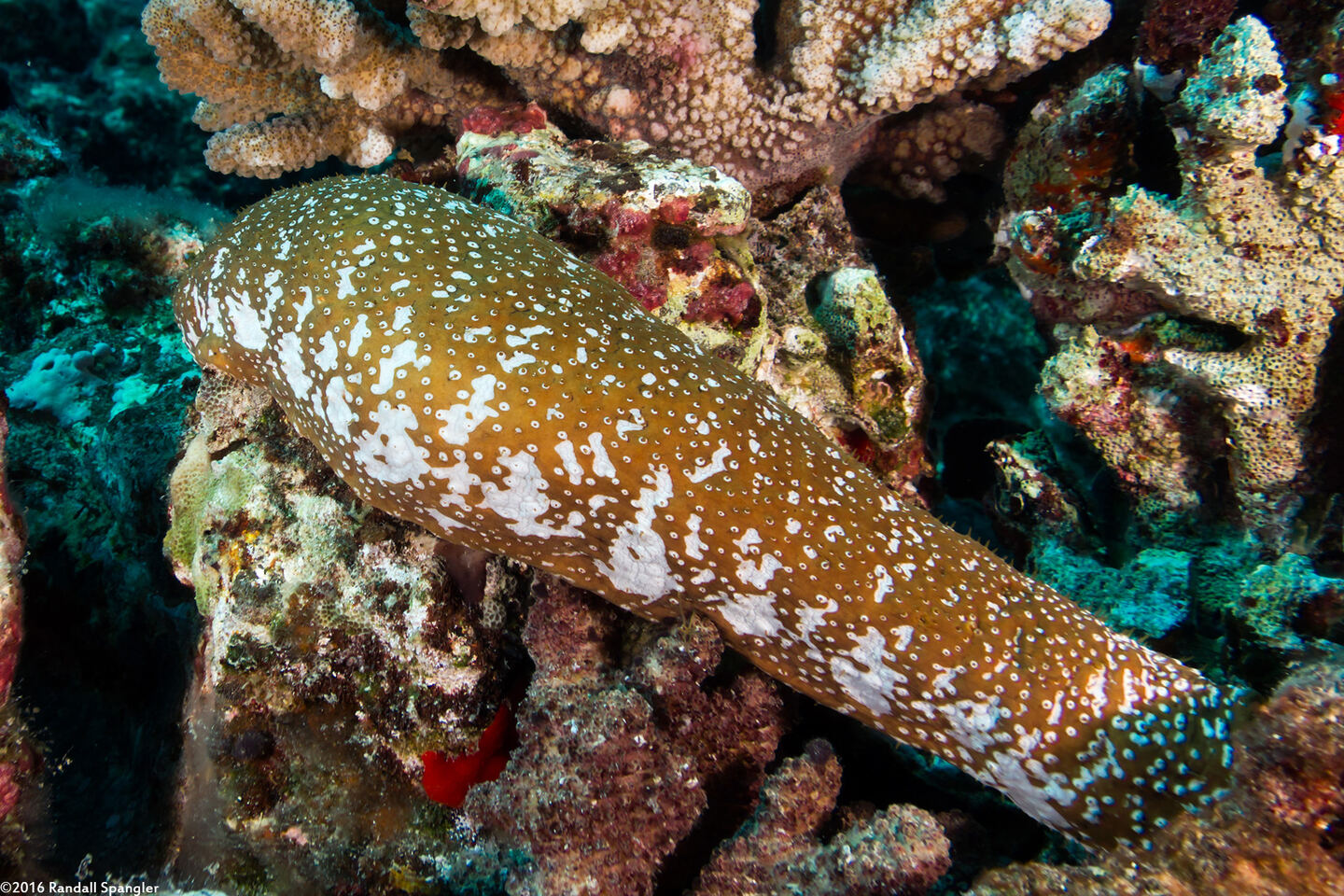 Actinopyga mauritiana (White-Spotted Sea Cucumber)