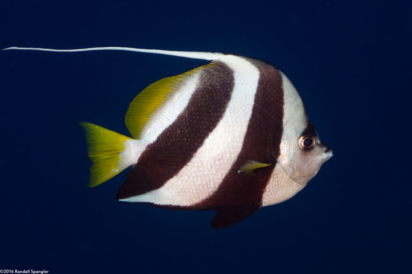 Heniochus diphreutes (Schooling Bannerfish)
