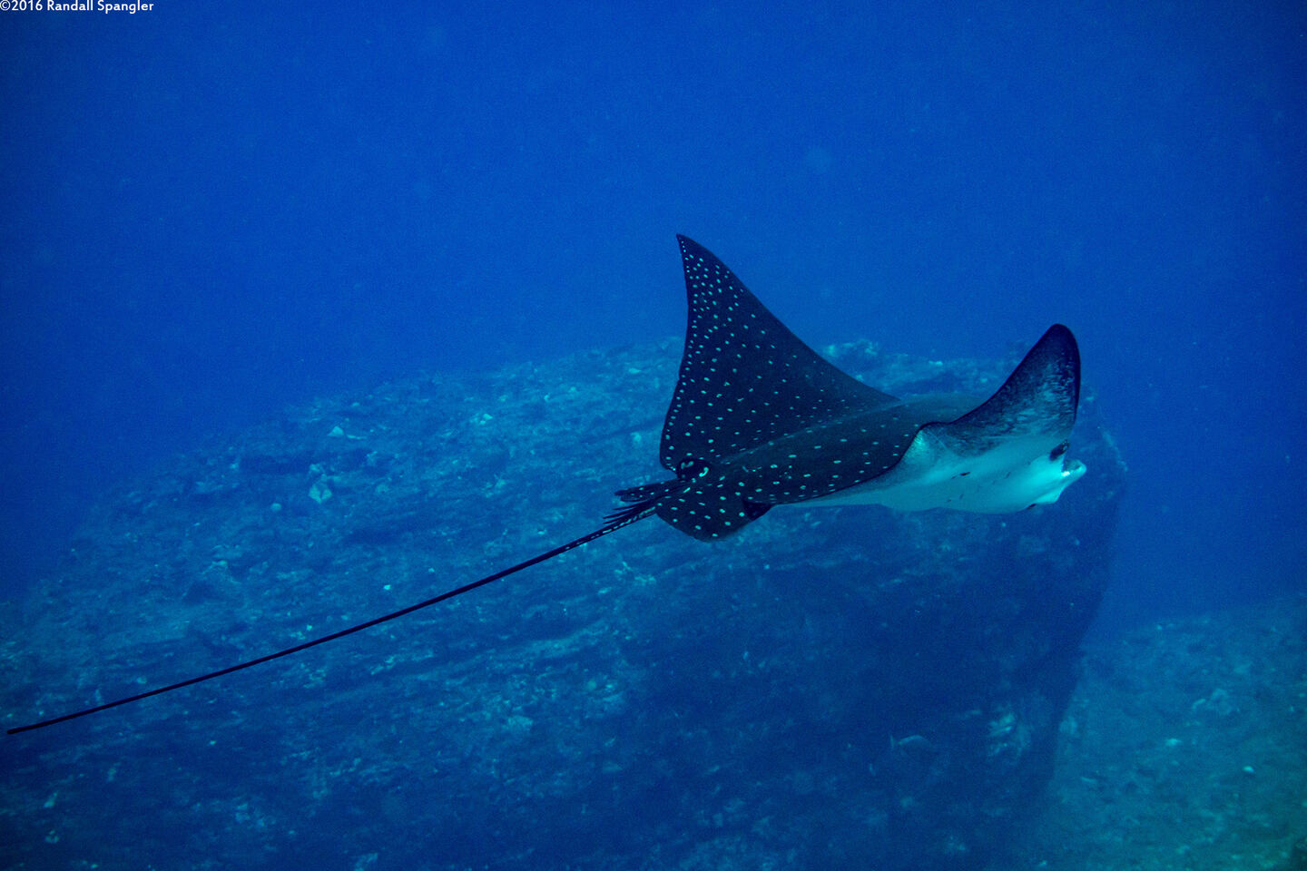 Aetobatus ocellatus (Ocellated Eagle Ray)