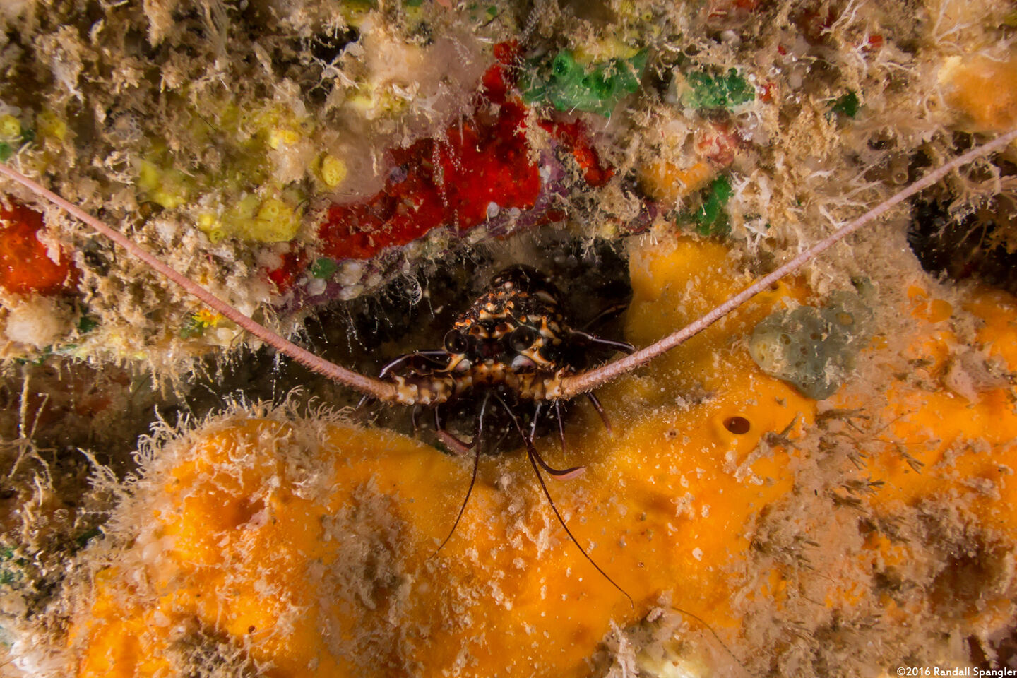 Panulirus penicillatus (Pronghorn Spiny Lobster)