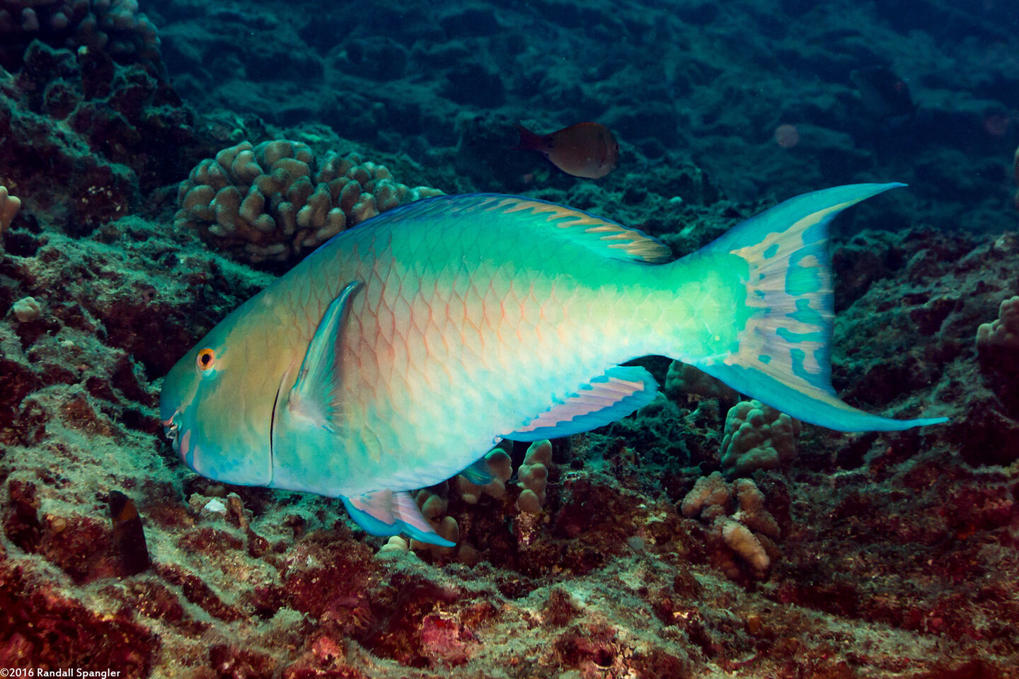 Scarus rubroviolaceus (Redlip Parrotfish)