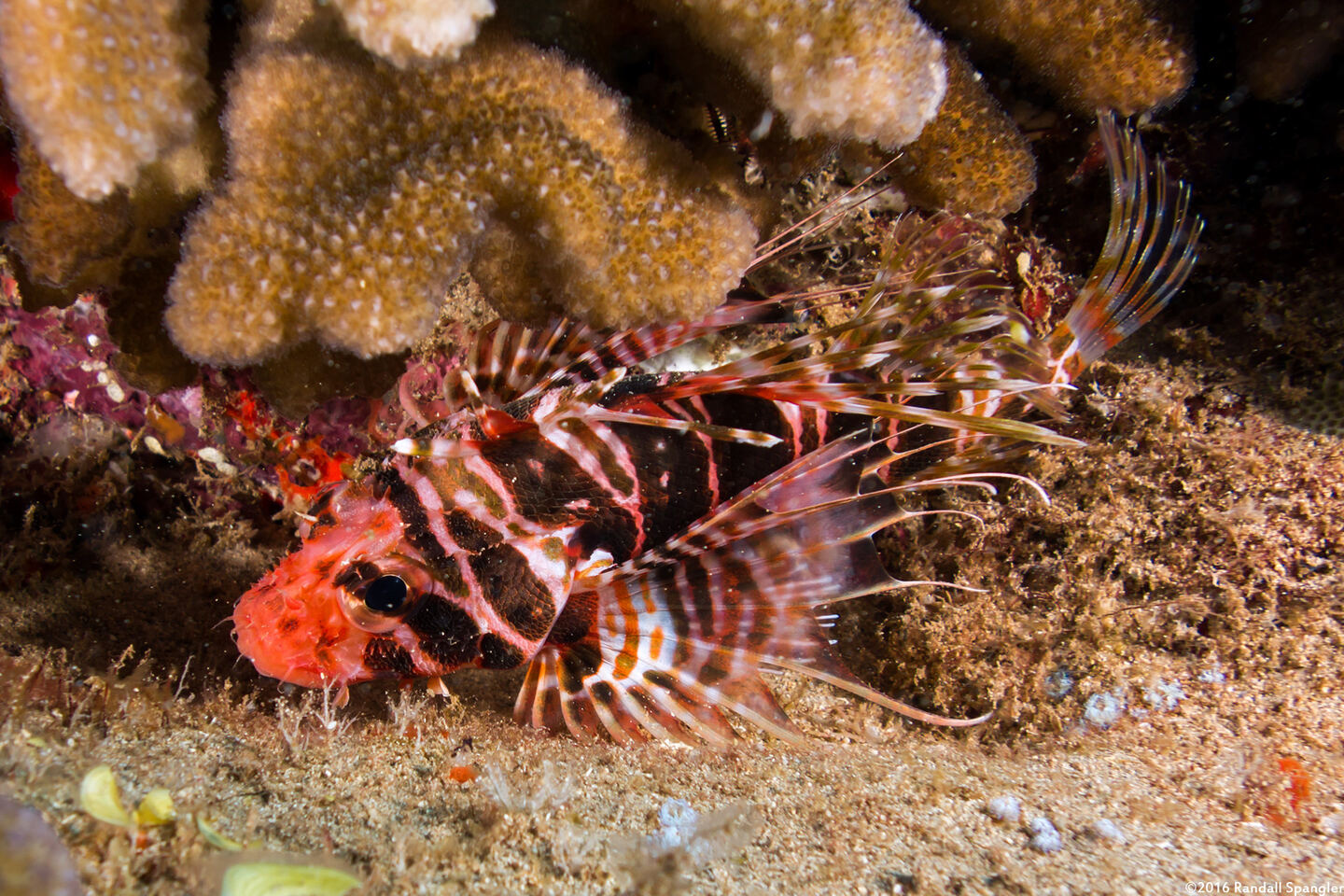 Pterois sphex (Hawaiian Red Lionfish)