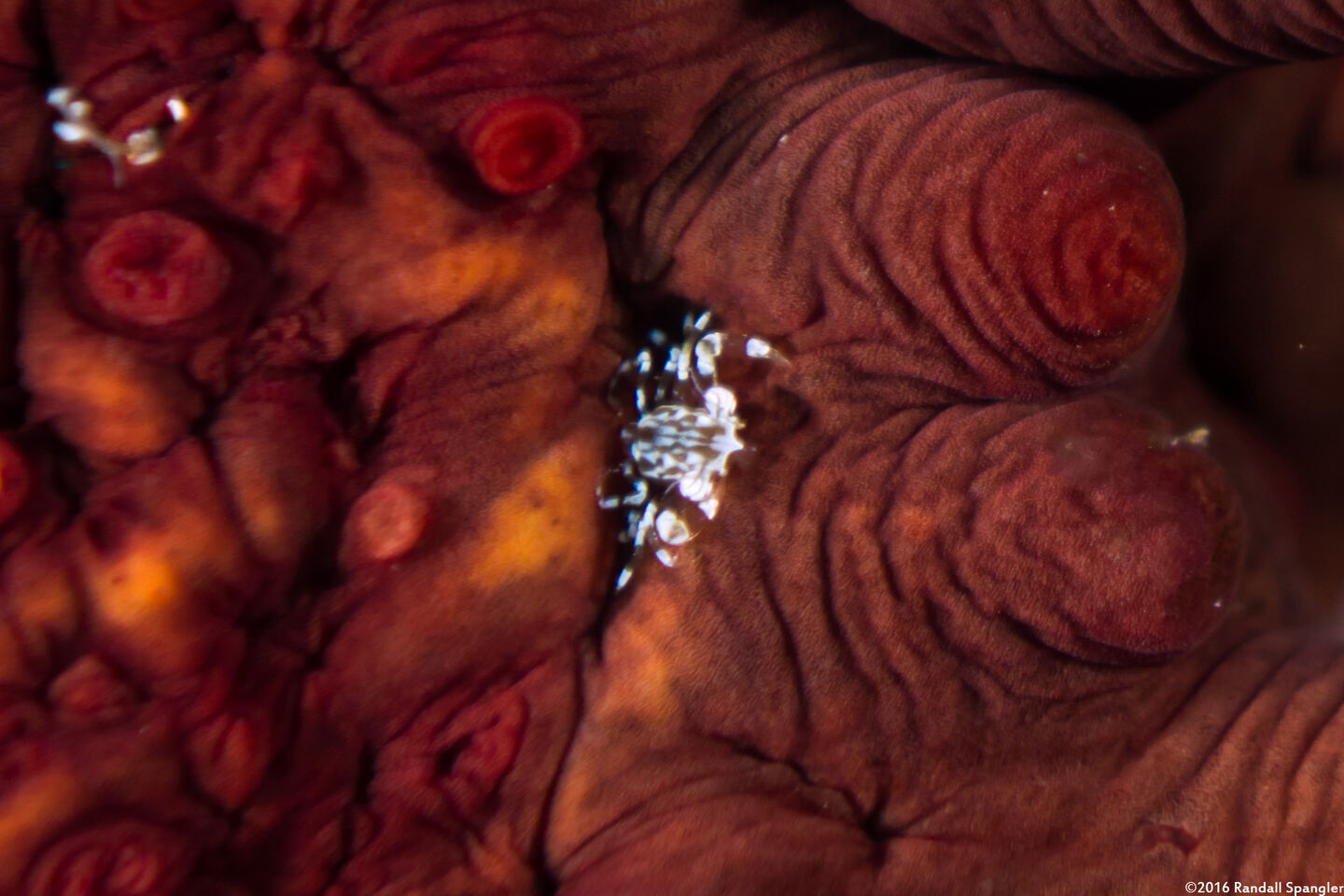 Lissocarcinus orbicularis (Sea Cucumber Crab)