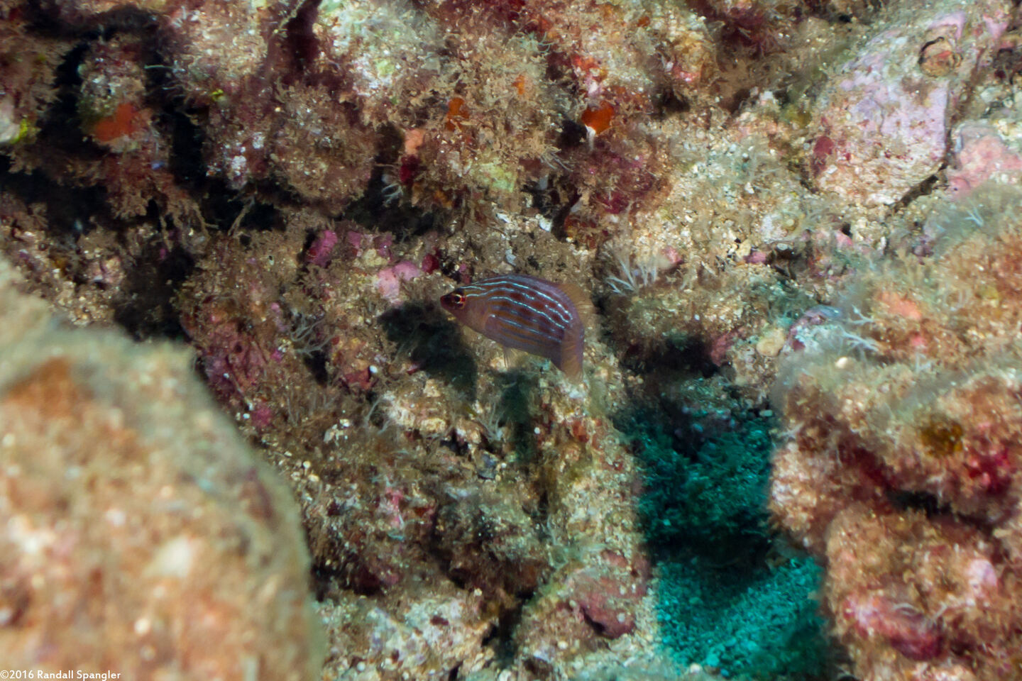 Pseudocheilinus octotaenia (Eightline Wrasse)