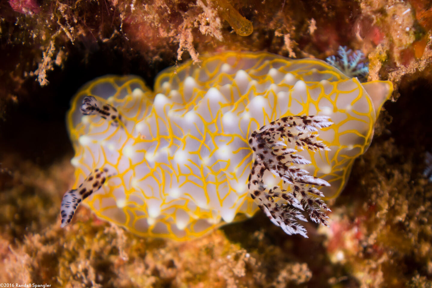 Halgerda terramtuentis (Gold Lace Nudibranch)