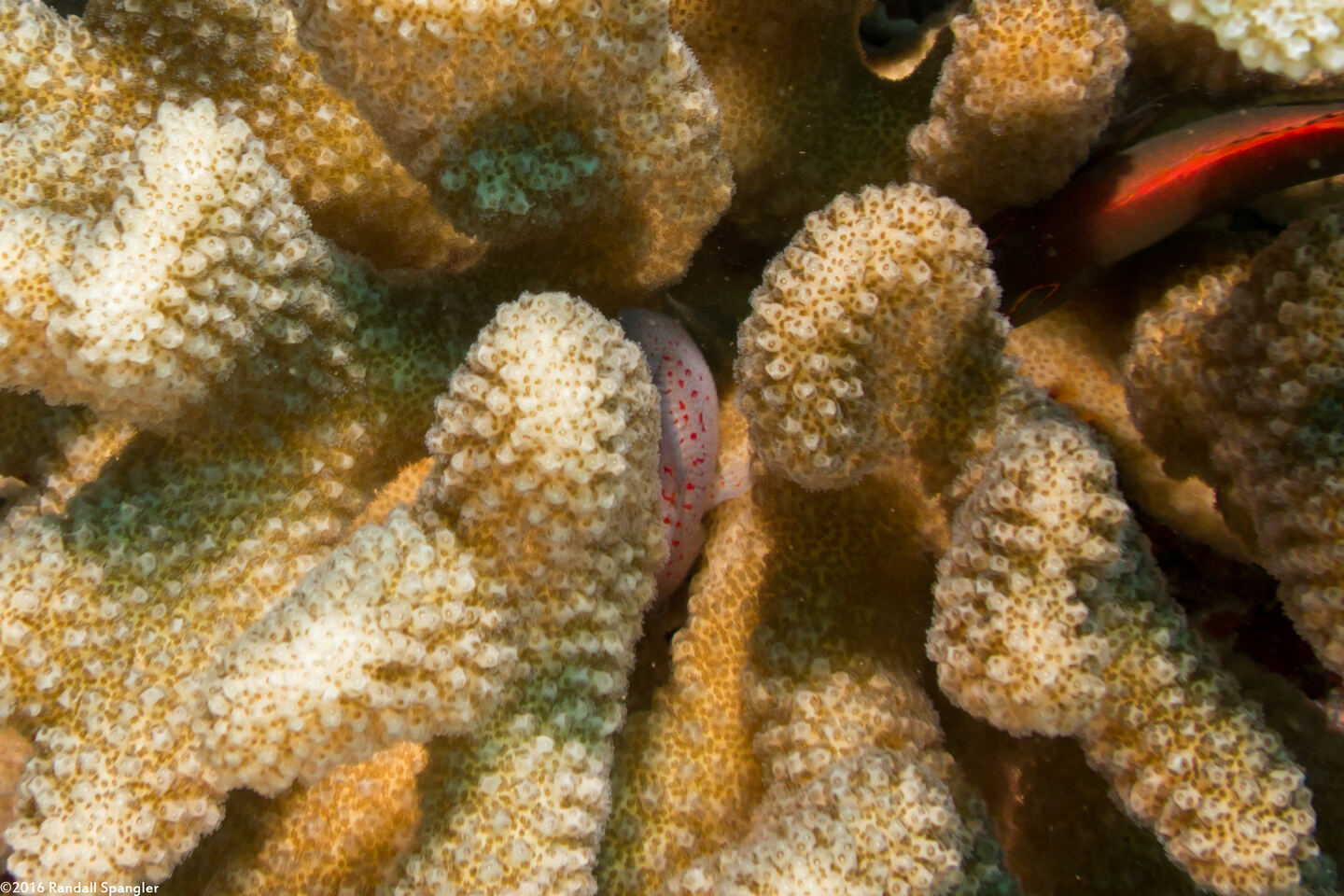 Caracanthus typicus (Hawaiian Coral Croucher)