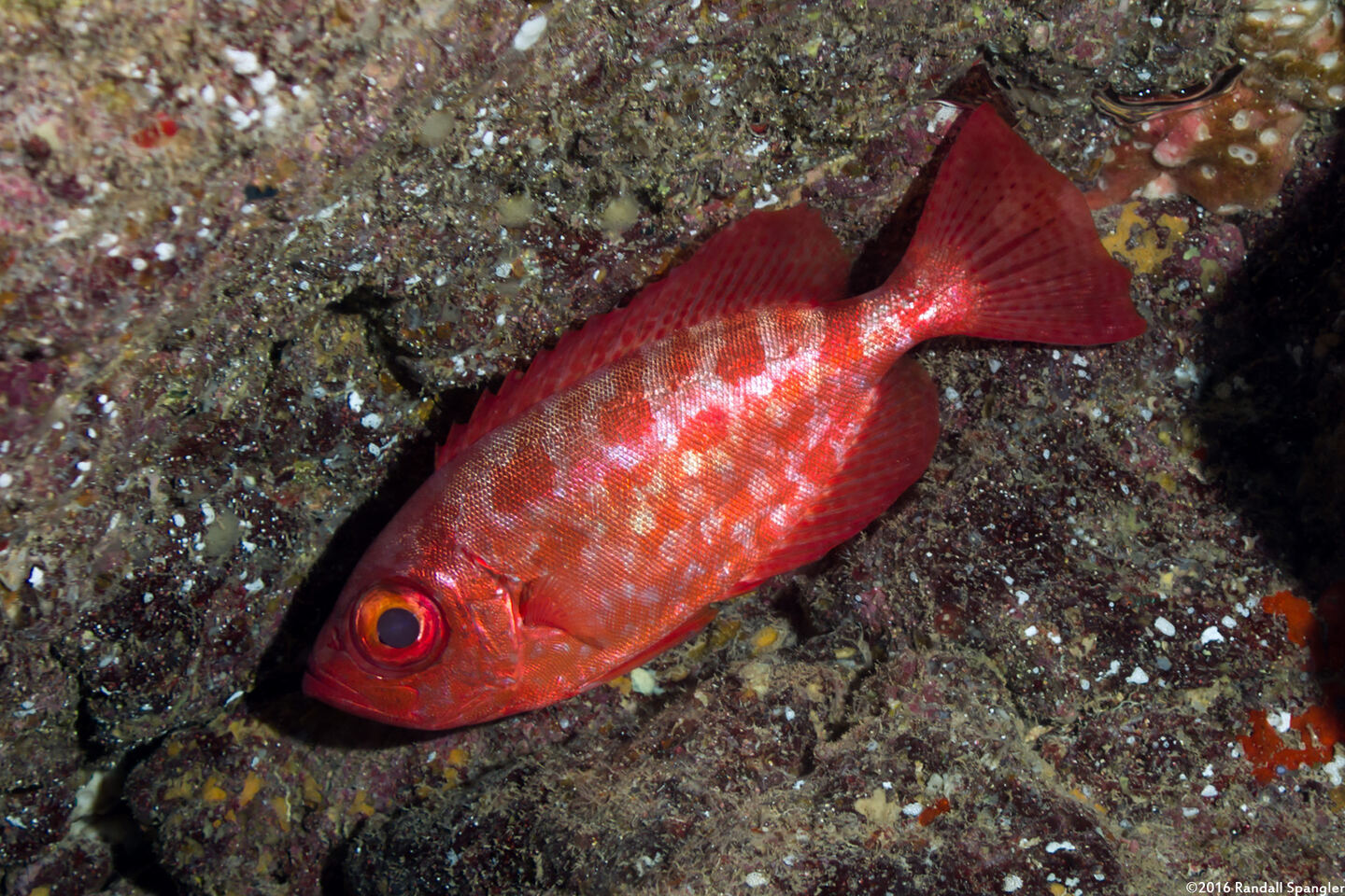Heteropriacanthus cruentatus (Glasseye)