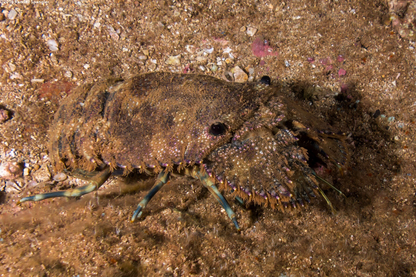 Parribacus antarcticus (Sculptured Slipper Lobster)