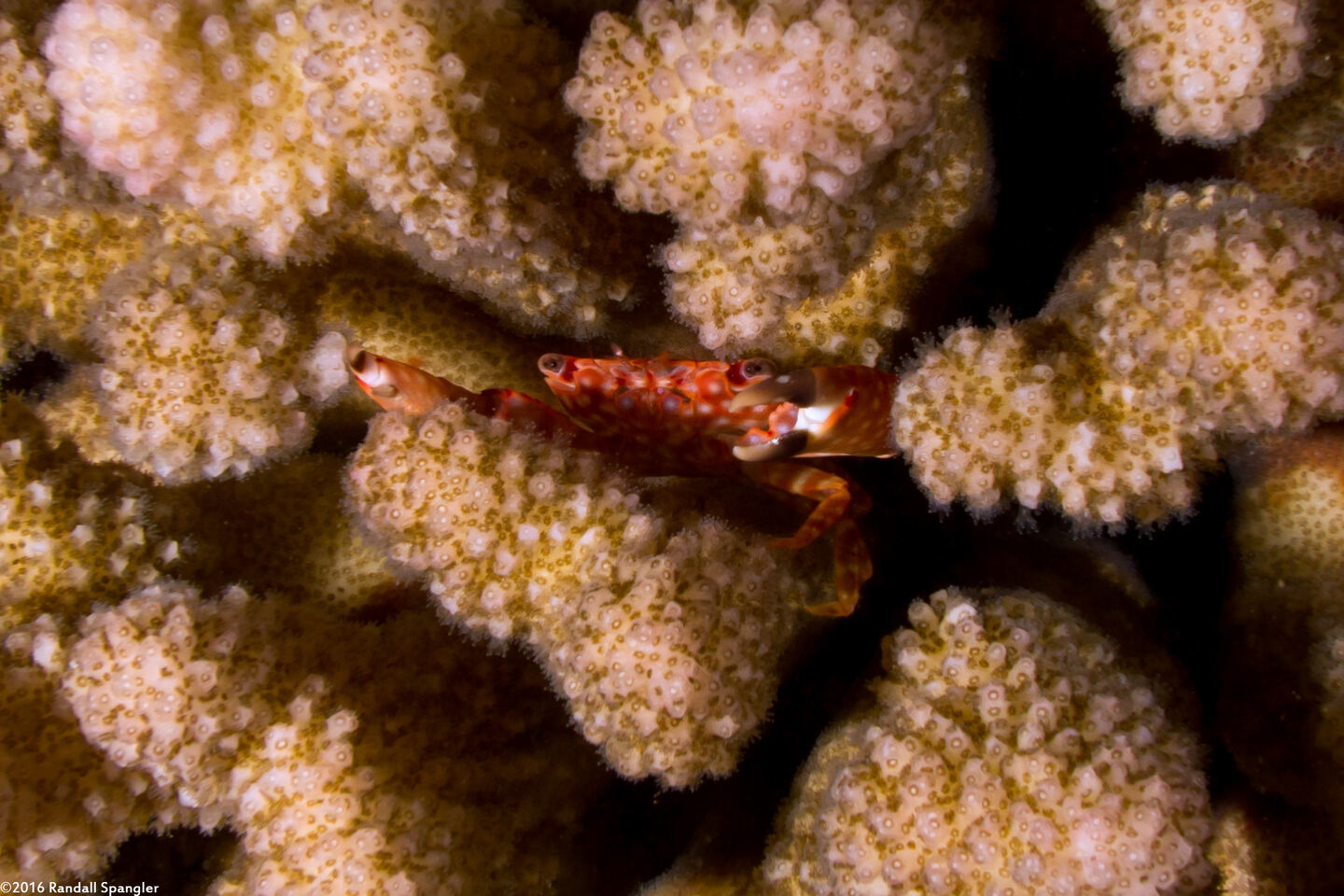 Trapezia flavopunctata (Yellow-Spotted Guard Crab)