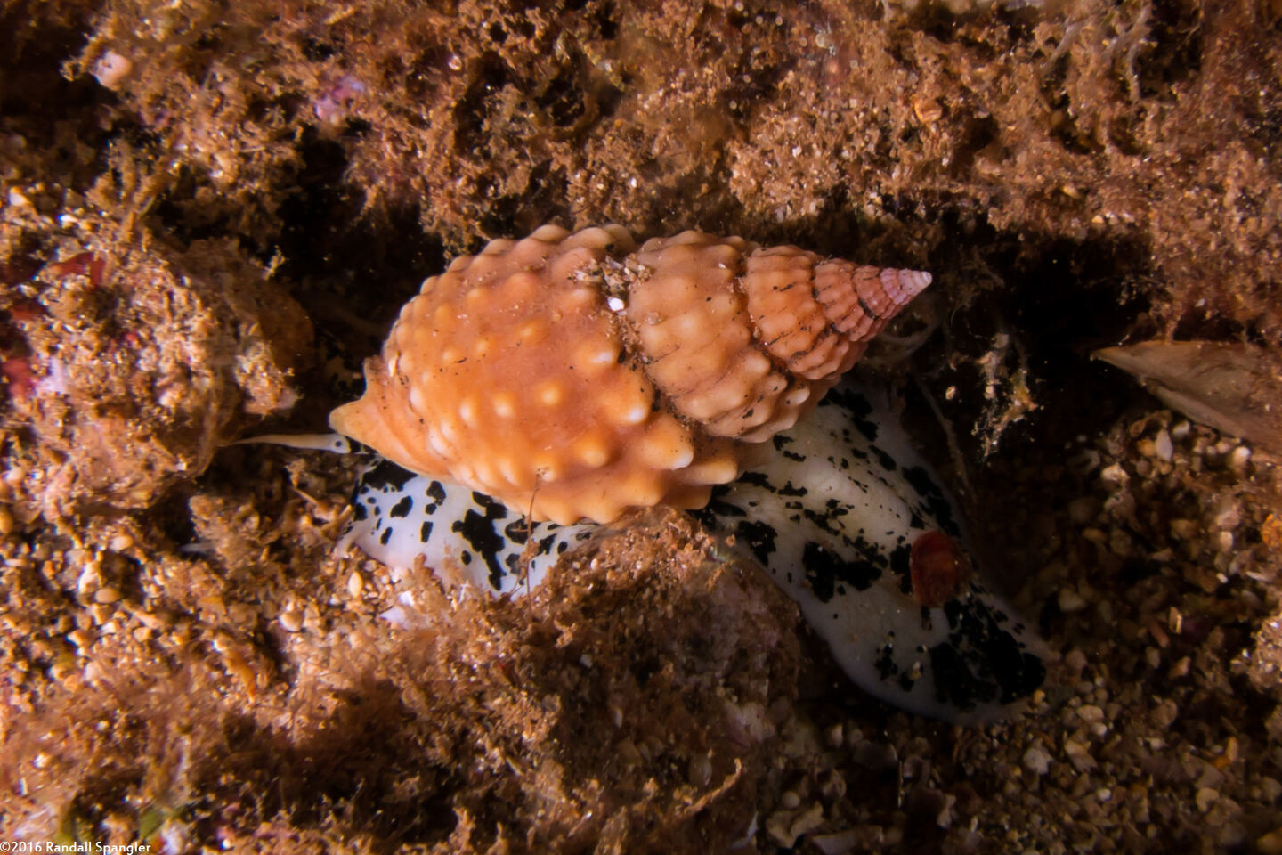 Nassarius papillosus (Pimpled Basket)