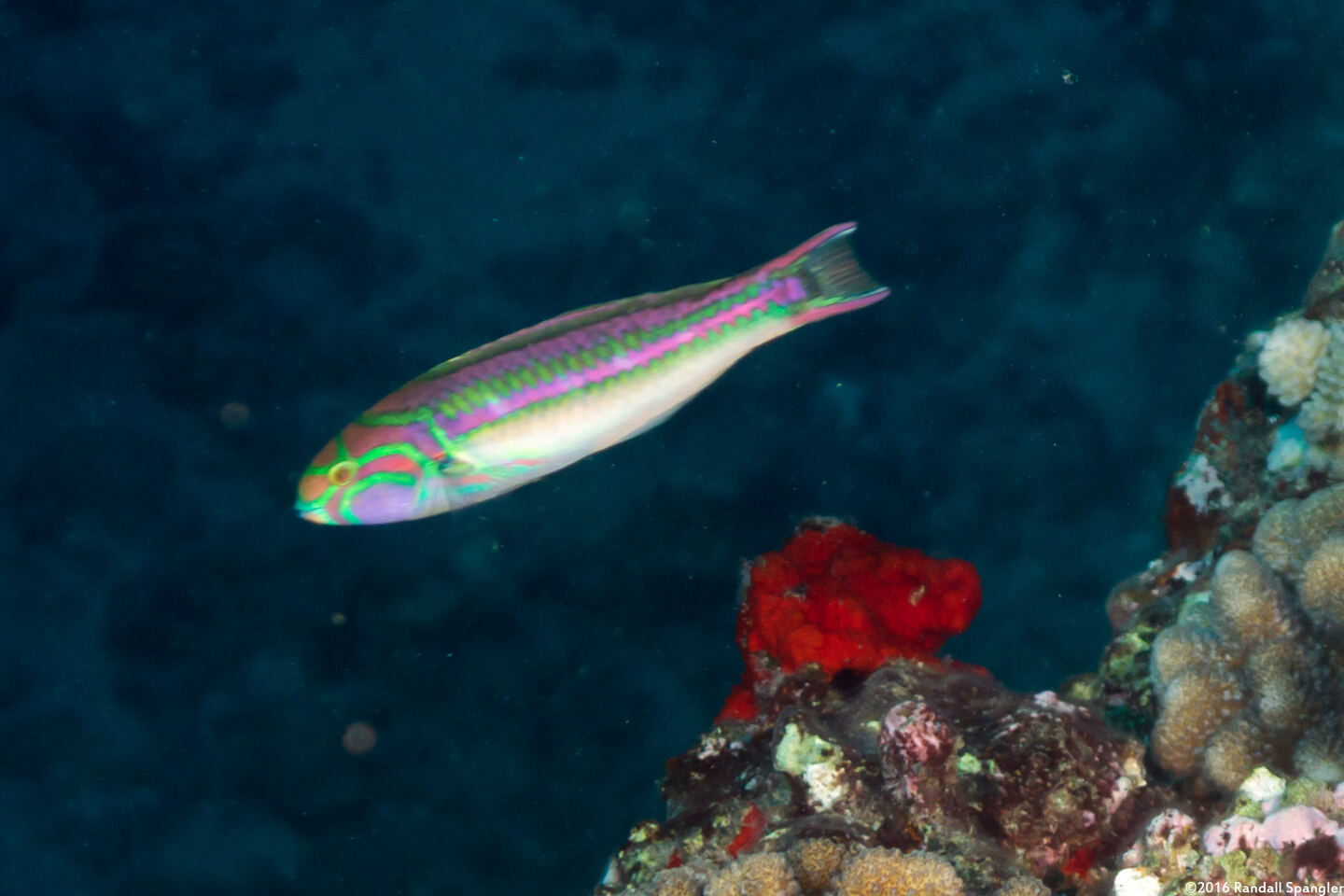 Thalassoma quinquevittatum (Fivestripe Wrasse)