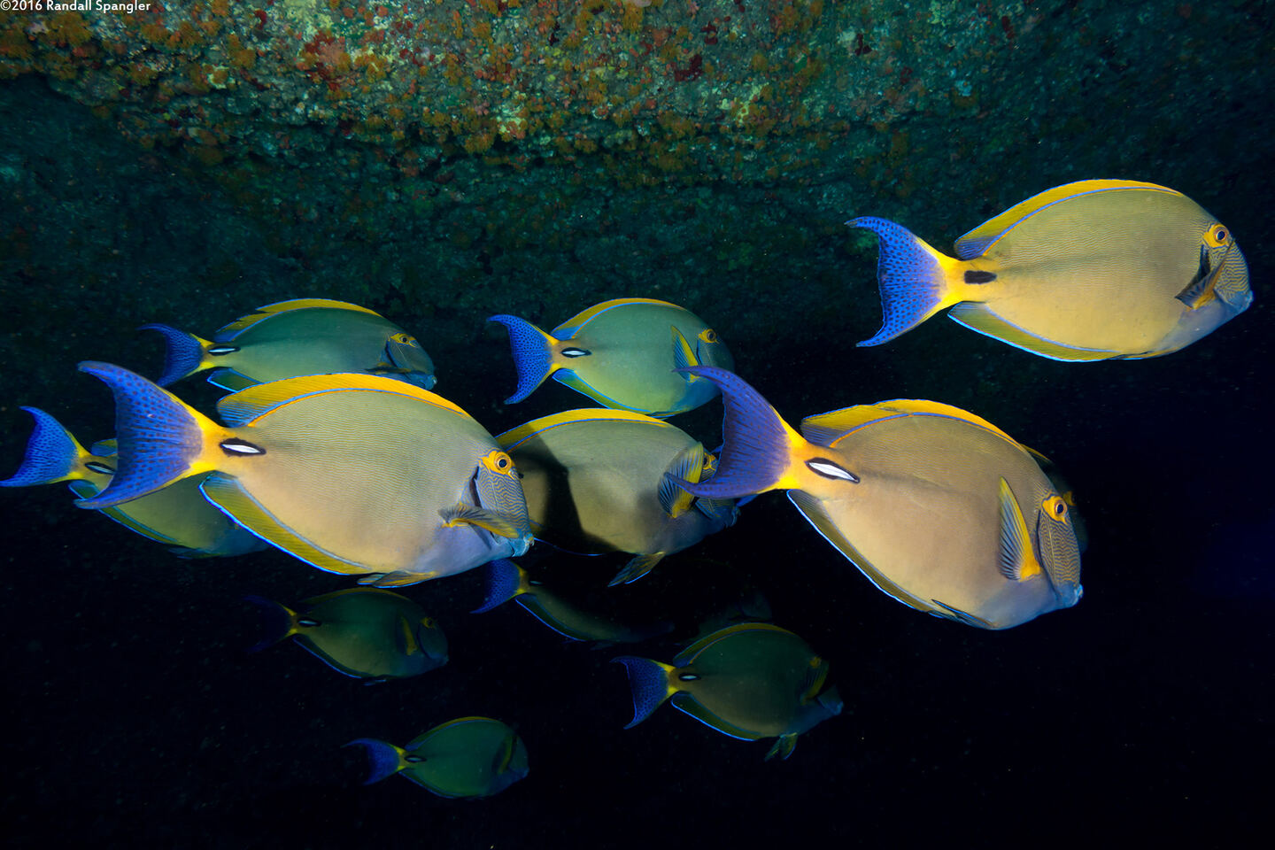 Acanthurus dussumieri (Eyestripe Surgeonfish)