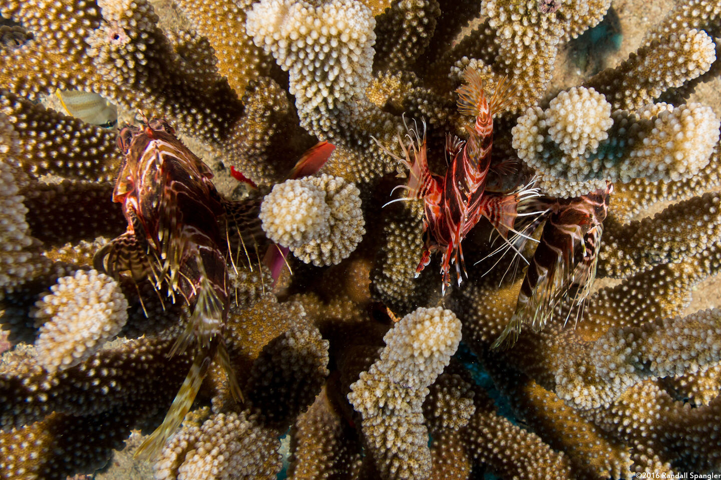 Pterois sphex (Hawaiian Red Lionfish)