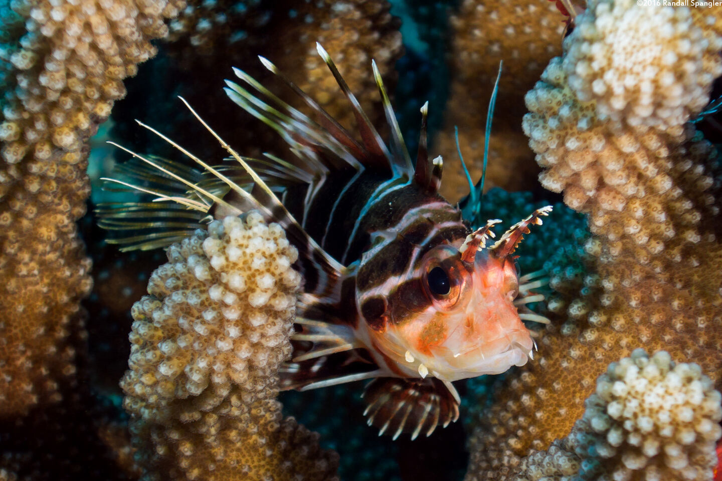 Pterois sphex (Hawaiian Red Lionfish)
