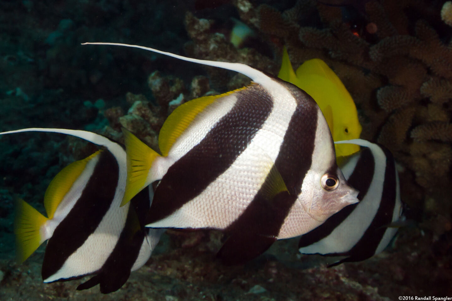 Heniochus diphreutes (Schooling Bannerfish)