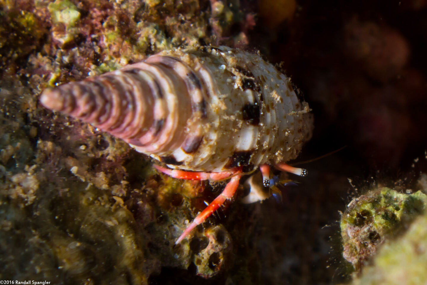 Calcinus laurentae (Laurent's Hermit Crab)