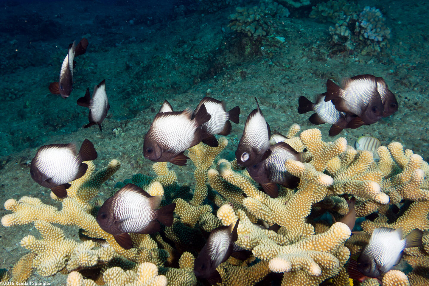 Dascyllus albisella (Hawaiian Dascyllus)