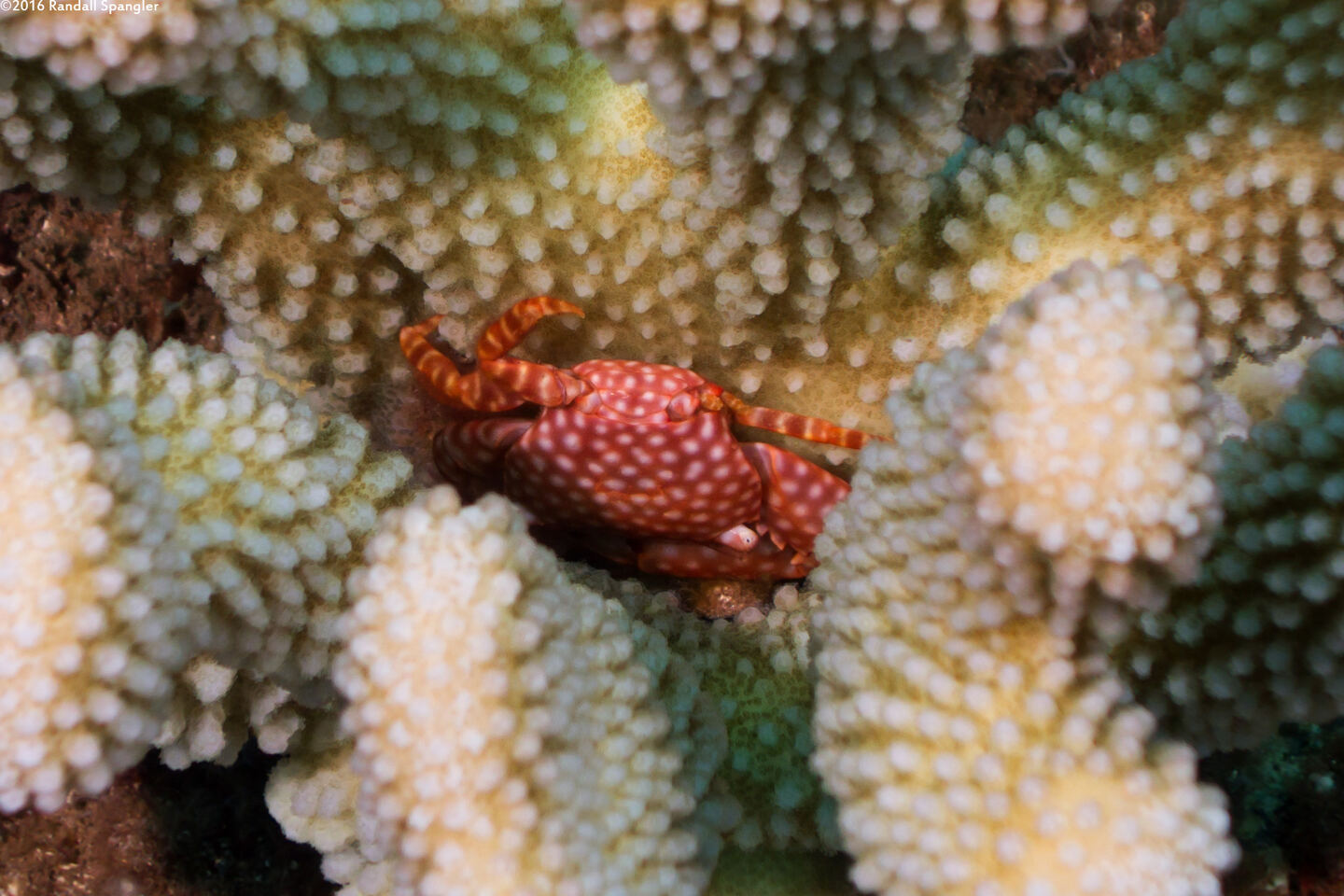 Trapezia flavopunctata (Yellow-Spotted Guard Crab)