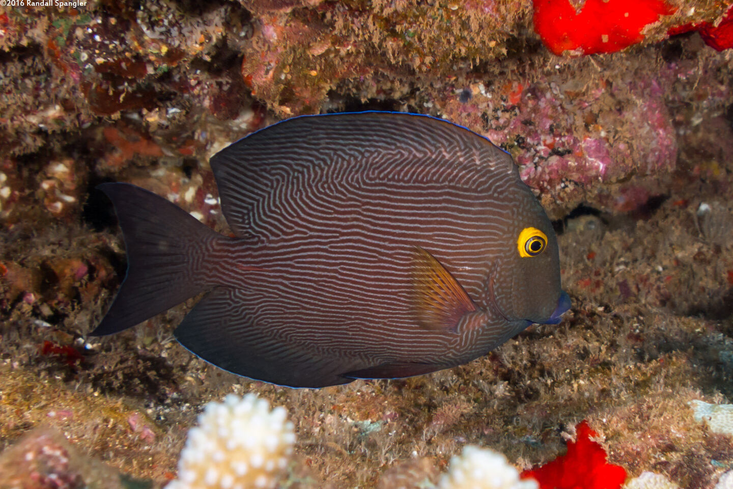 Ctenochaetus strigosus (Goldring Surgeonfish)