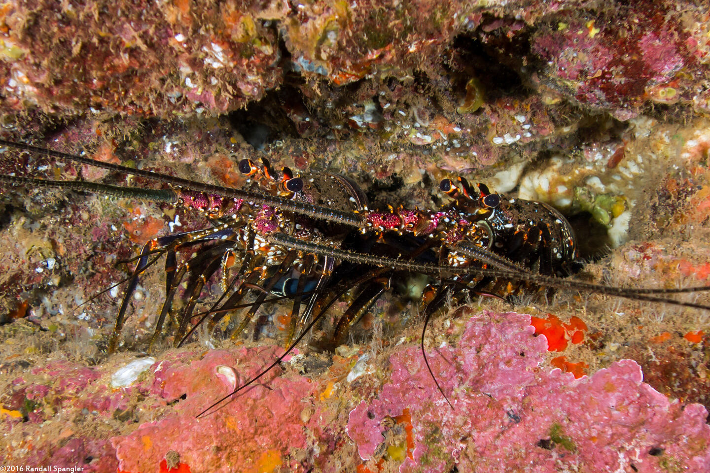 Panulirus marginatus (Banded Spiny Lobster)