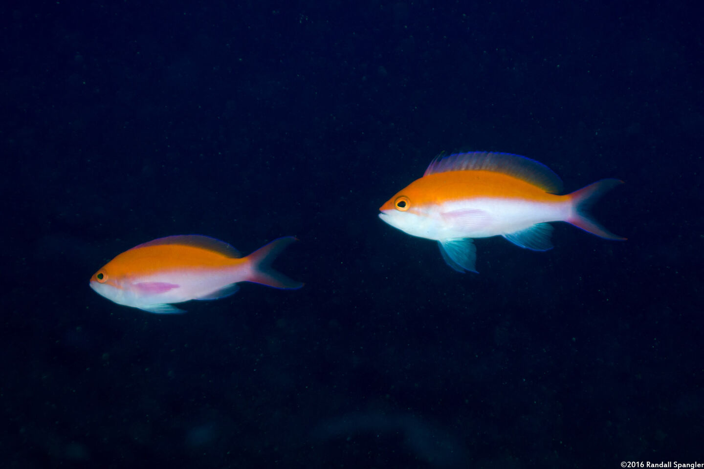 Pseudanthias bicolor (Bicolor Anthias)