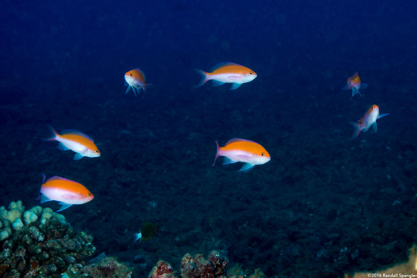 Pseudanthias bicolor (Bicolor Anthias)