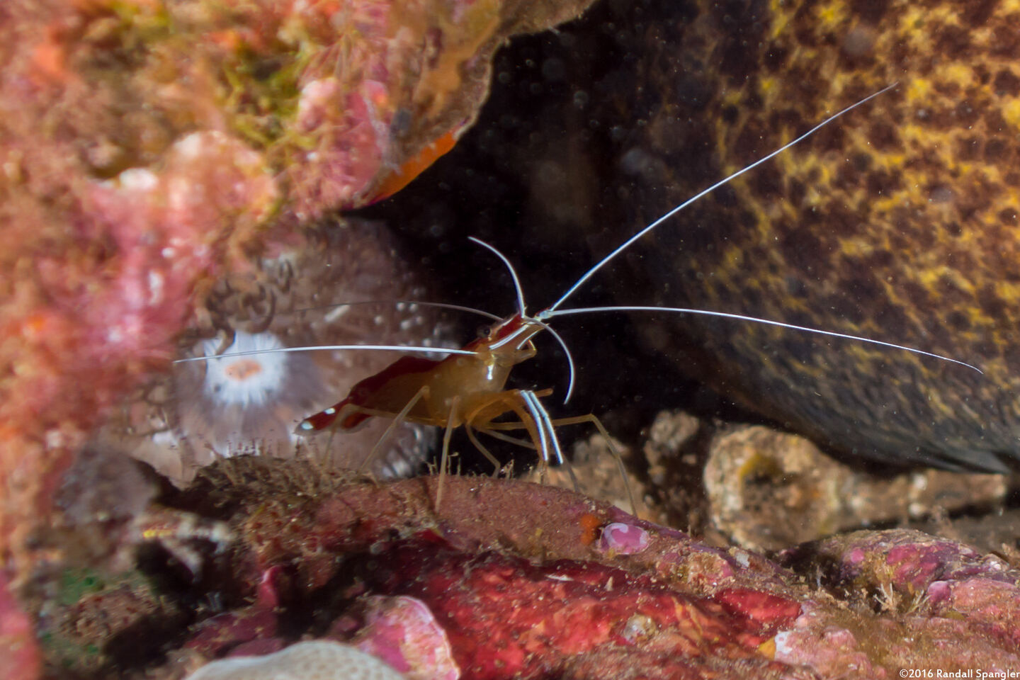Lysmata amboinensis (White-Banded Cleaner Shrimp)