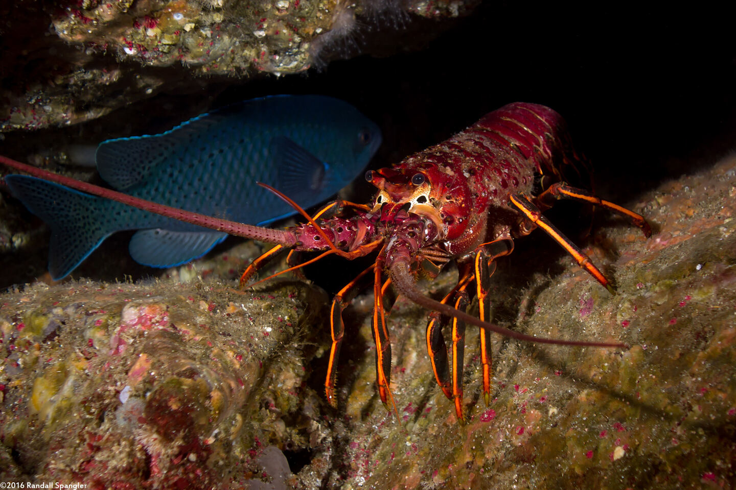 Panulirus interruptus (California Spiny Lobster)