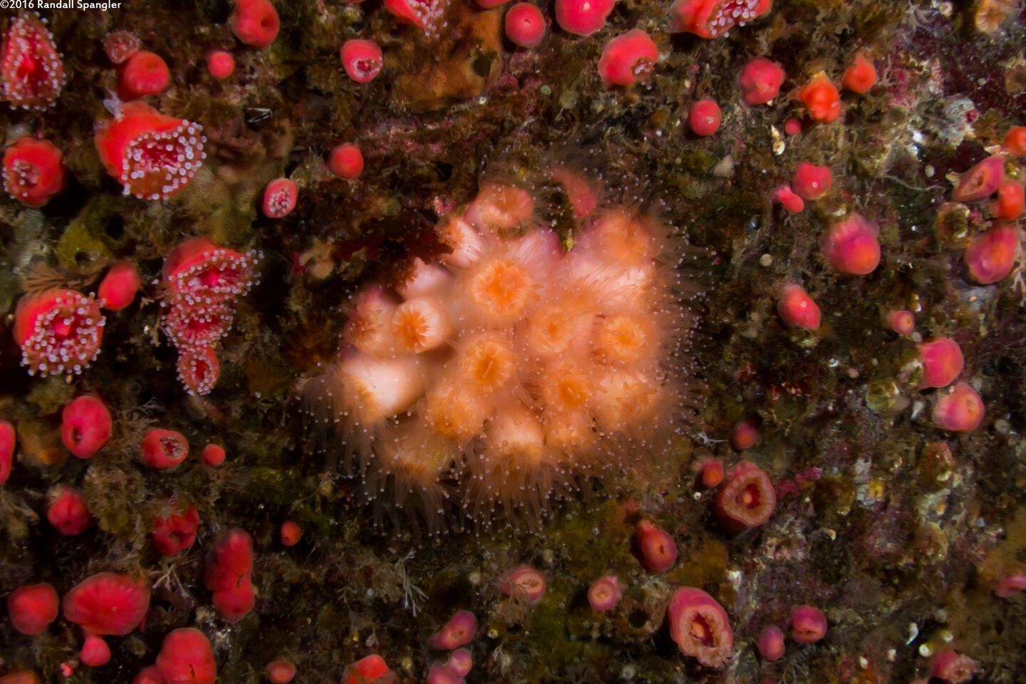 Coenocyathus bowersi (Colonial Cup Coral)