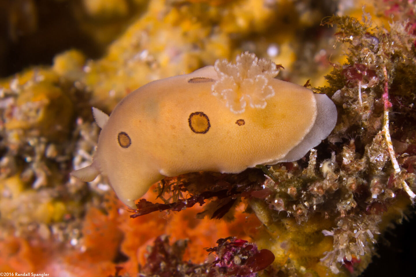 Diaulula sandiegensis (San Diego Dorid)