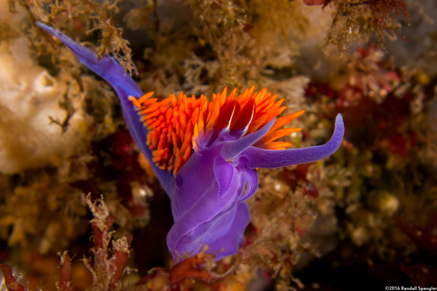 Flabellinopsis iodinea (Spanish Shawl)