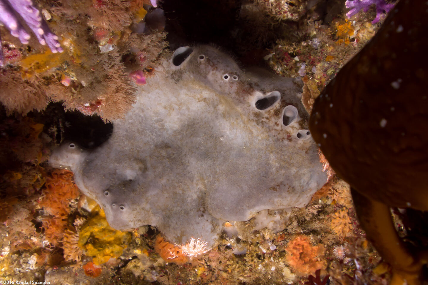 Spheciospongia confoederata (Gray Moon Sponge)