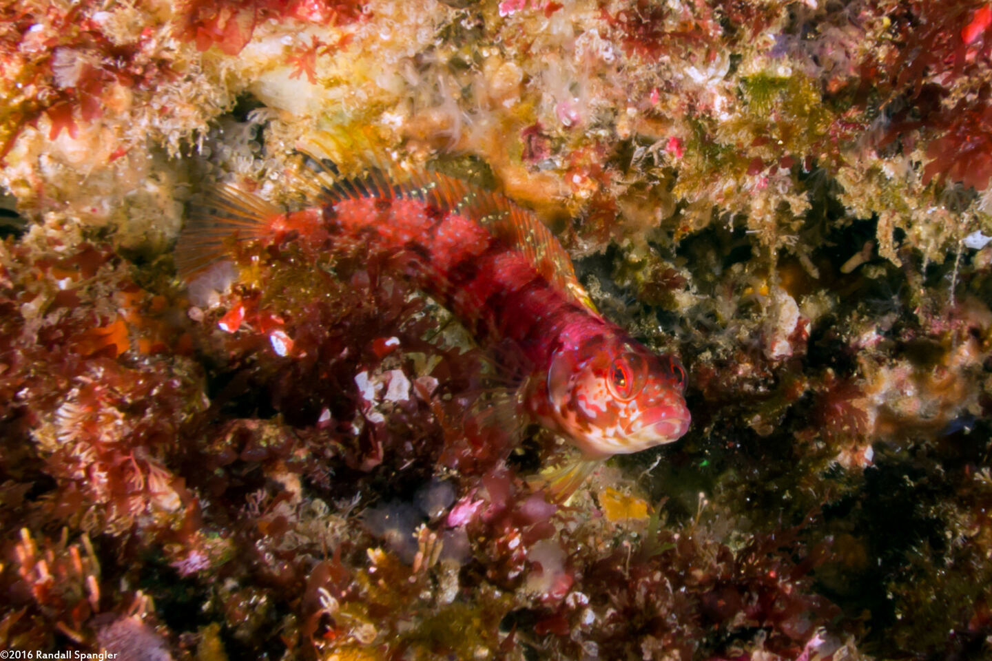 Alloclinus holderi (Island Kelpfish)