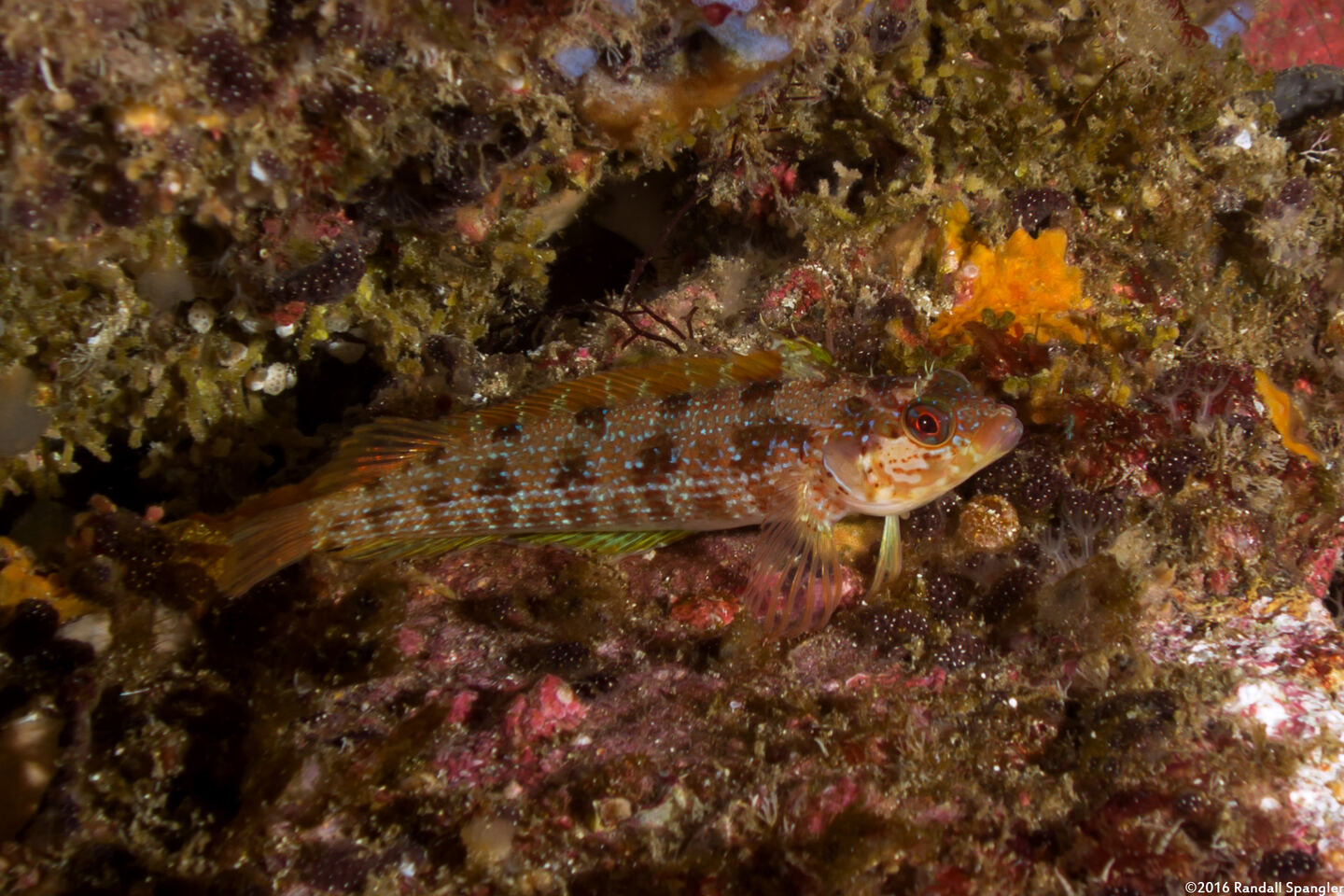 Alloclinus holderi (Island Kelpfish)