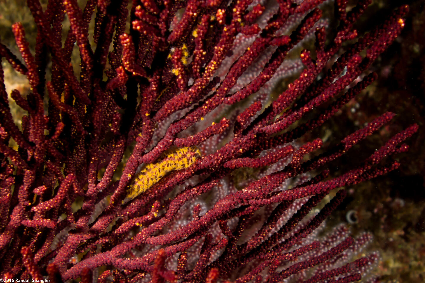 Muricea californica (California Golden Gorgonian)