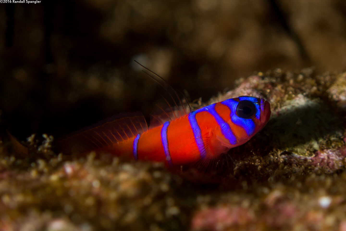 Lythrypnus dalli (Bluebanded Goby)
